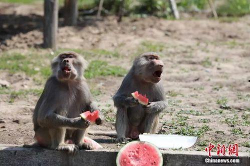 娱乐吃瓜酱动物园,揭秘娱乐圈背后的趣味故事